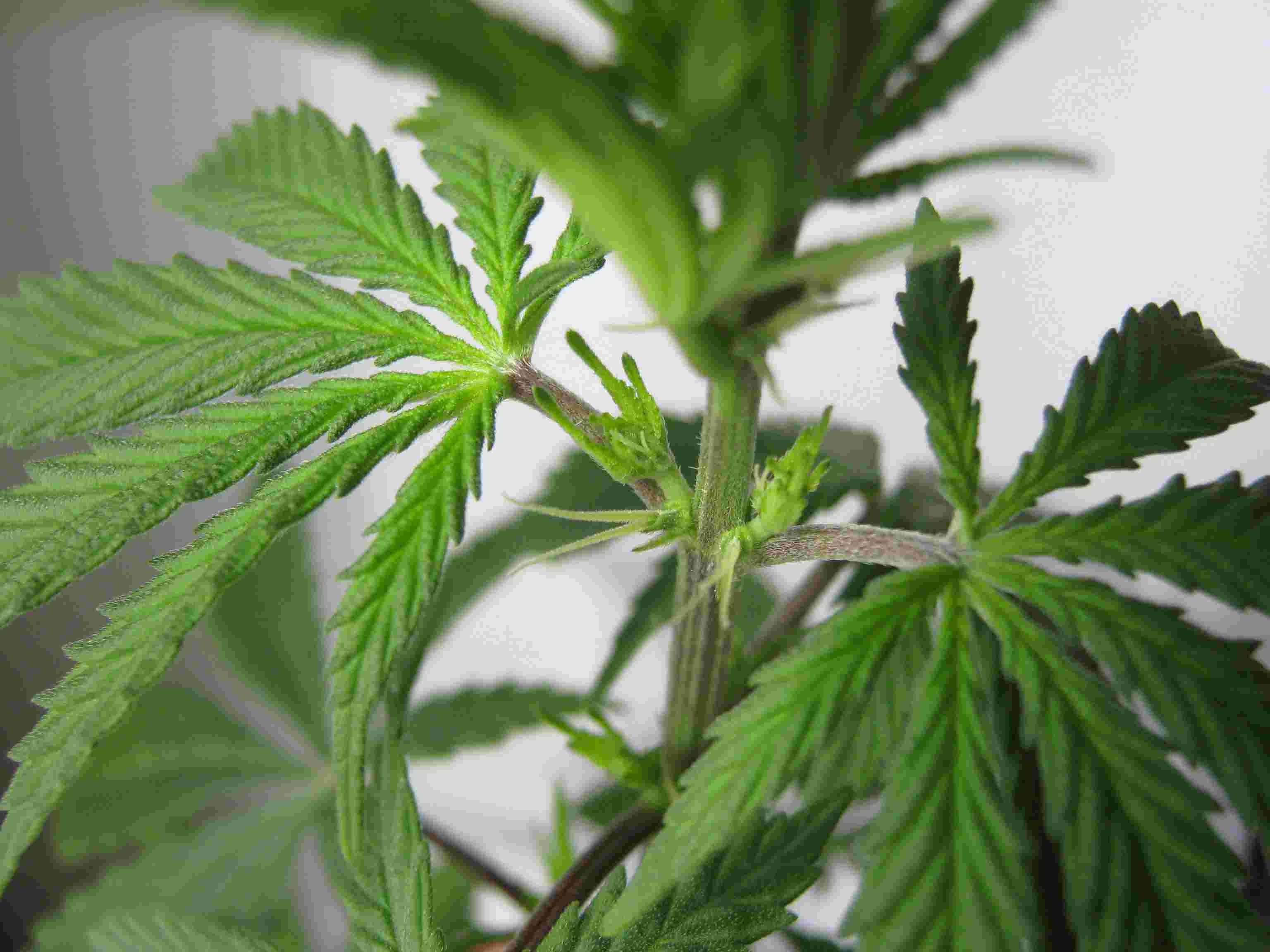 Marijuana vegetative growth
