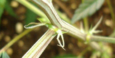 Female preflower