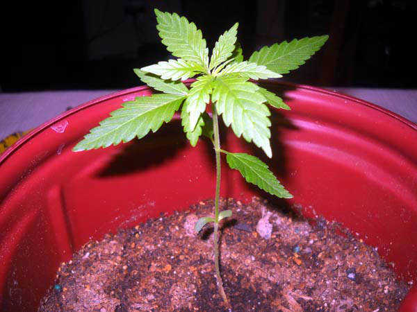 Marijuana Seedling
