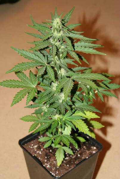 Lowryder2 autoflowering cannabis seeds