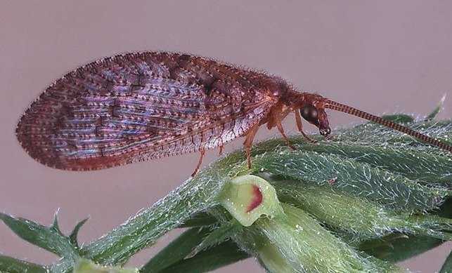 Adult Brown Lacewing