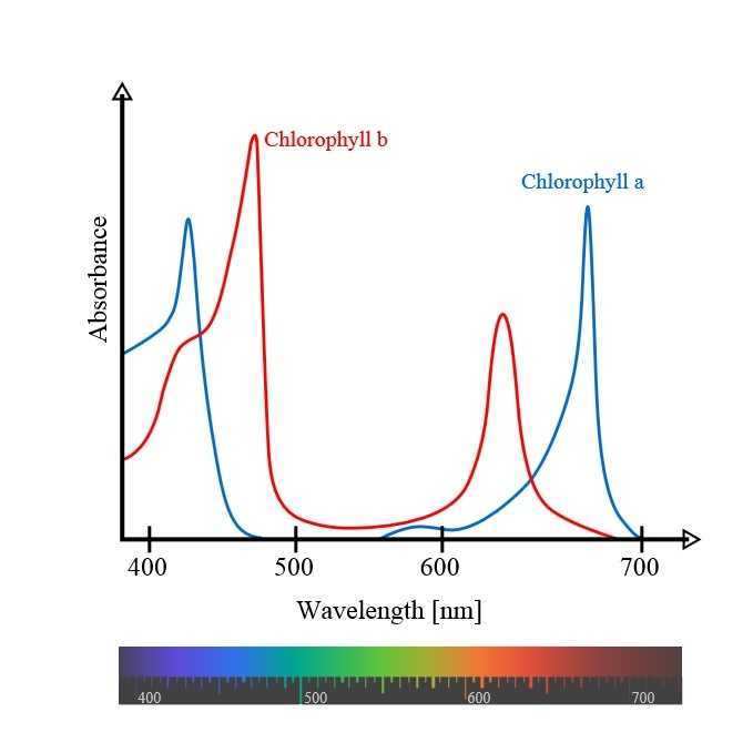 Chlorophyll Ab Spectra