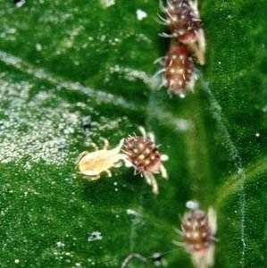 Fallacis attacking spider mite