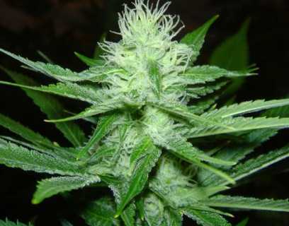 Healthy cannabis plant