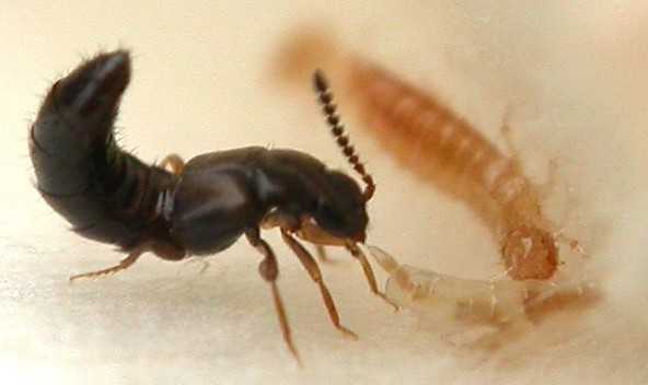 Rove beetle attacking pest