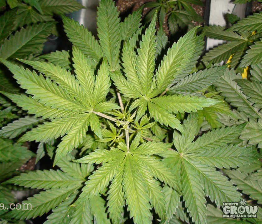 marijuana vegetative stage