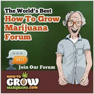 forum.howtogrowmarijuana.com