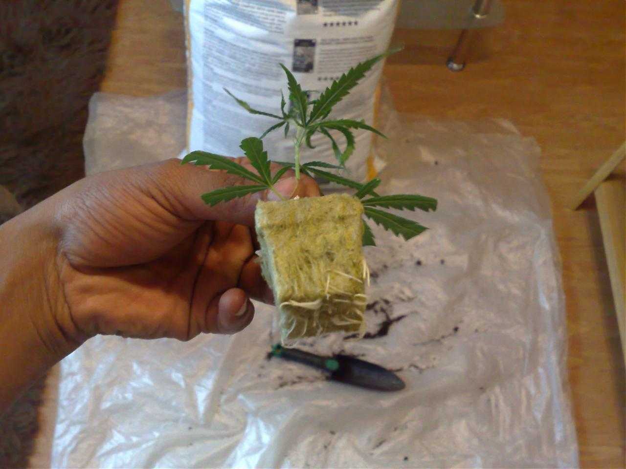 rooted marijuana clone in rockwool