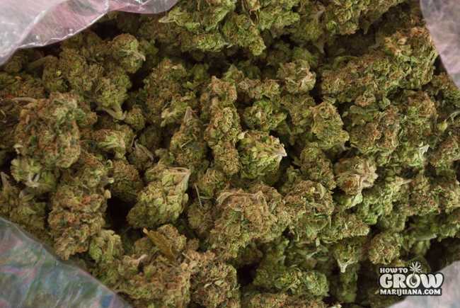 Marijuana Buds - Harvest