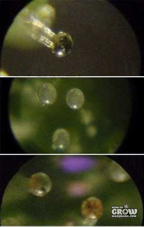 Trichomes%20Changing%20Color.jpg