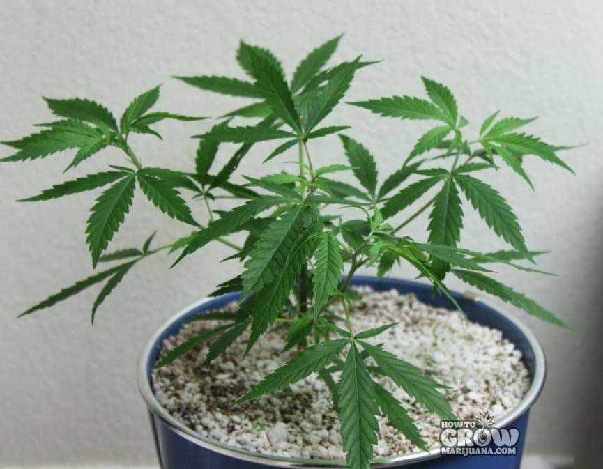 Marijuana Growing in Vermiculite