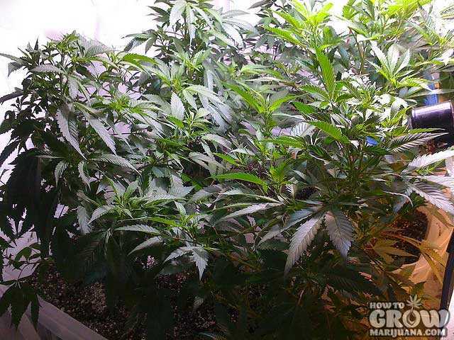 Marijuana Plants Grown in Wick System