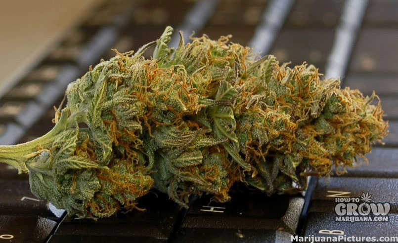Marijuana Grown in Ebb and Flow System