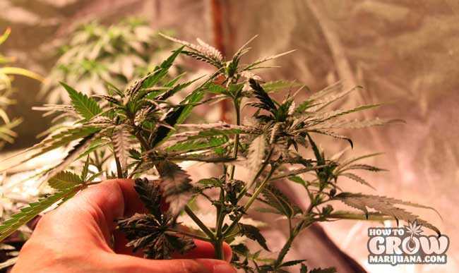 Fimmed Marijuana Plant with 4 New Heads