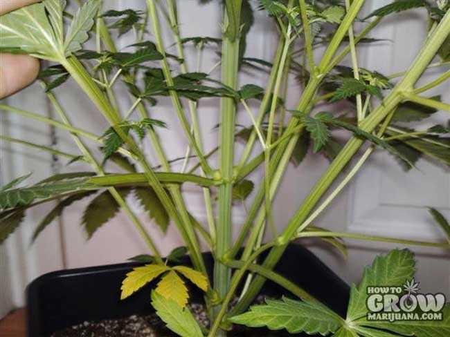 Fimmed Marijuana Plant with Lateral Branching