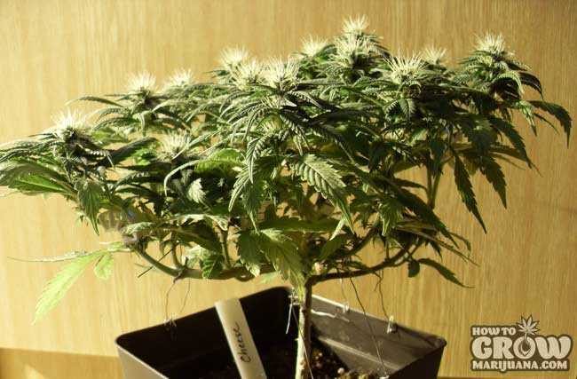 LST Marijuana Plant