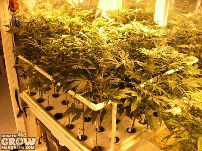 Lollipopping Marijuana Plants