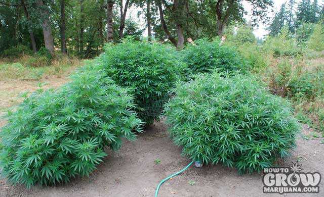 Monster Cropped Marijuana Plant Outdoors