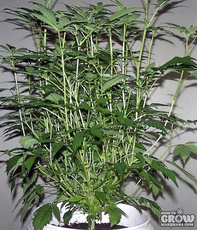 Monster Cropping Marijuana Plants