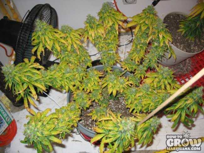 Multiple Topped Marijuana Plant