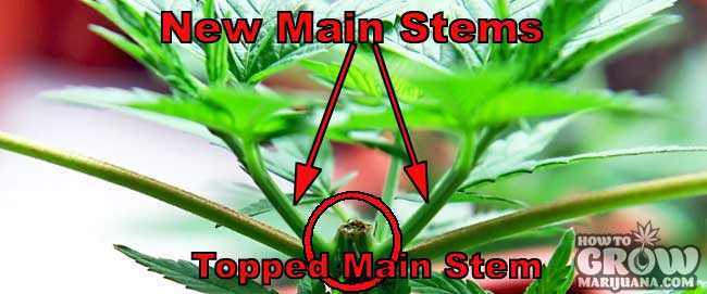 Topped Marijuana Plant