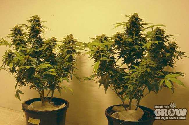 Topped Marijuana Plants