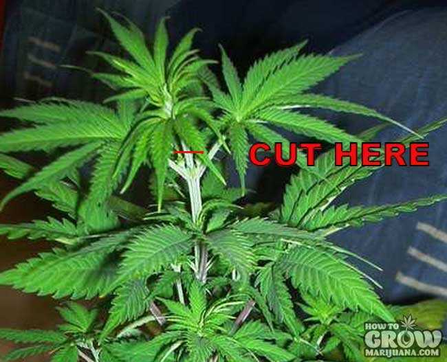 Where to Cut Topping Marijuana Plant