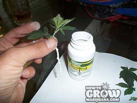 cannabis clone in rooting gel