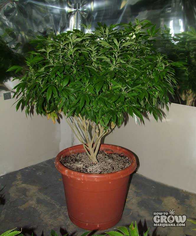 cannabis mother plant
