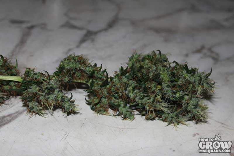 CBD-Mango Haze Marijuana - CBD Crew