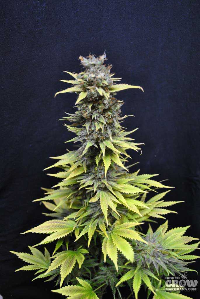 CBD Nordle Marijuana - High CBD strain