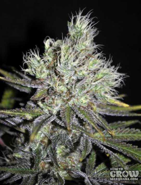 CBD Sweet N Sour Medical Marijuana