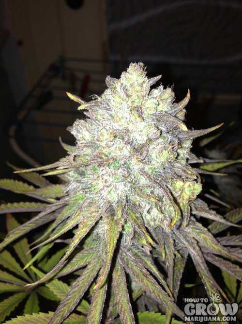 Royal Medic Marijuana Seeds - Medical Marijuana