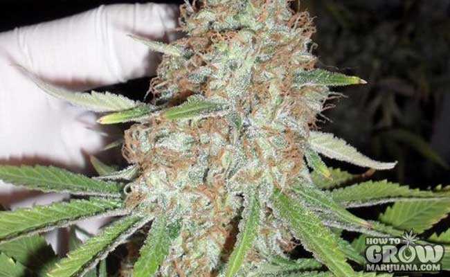 The Incredible Bulk feminized seeds by Dr. Krippling Seeds - Herbies Seeds