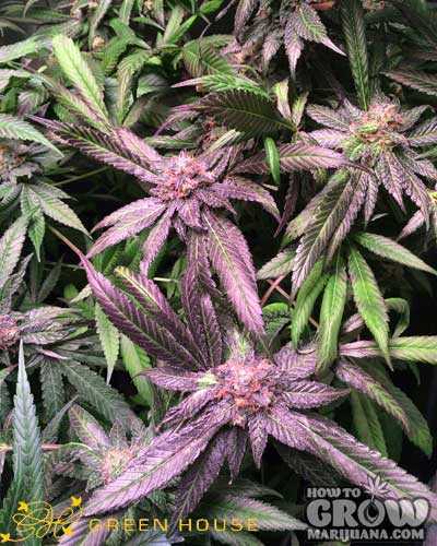 Caboose Cannabis Seeds