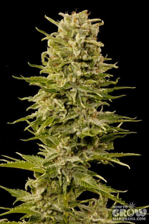 Grass-O-Matic-Auto-AK-Autoflowering-Femi