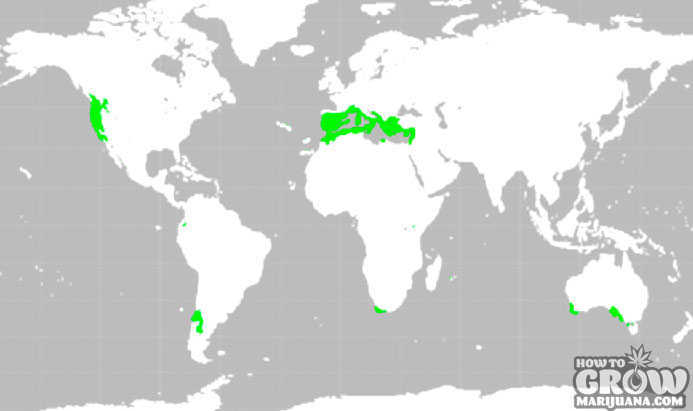 Mediterranean Climate Zone
