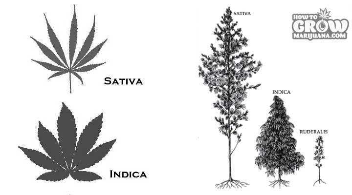 Indica and Sativa Phenotypes