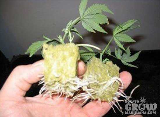 rooted-cannabis-clones