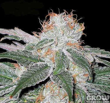 Crystal-Resin-on-White-Widow