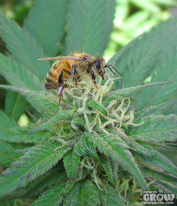 Marijuana Pollinator Terpenes
