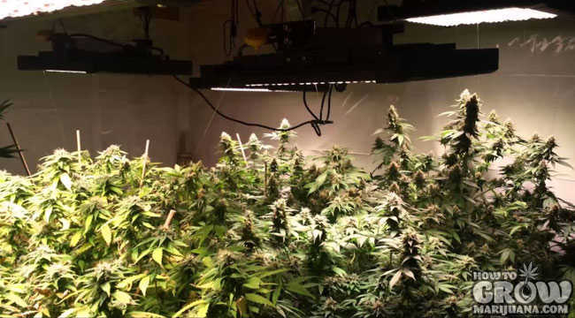 Full Spectrum LED Cannabis Grow