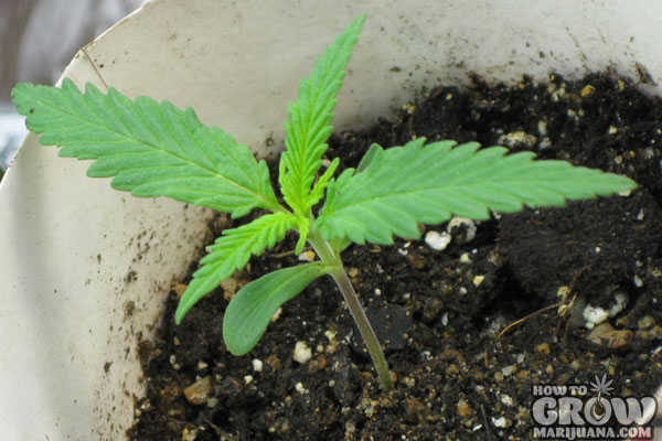 Healthy Marijuana Seedling