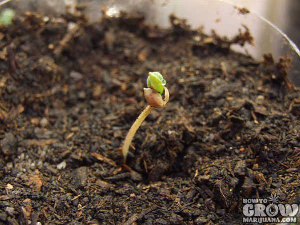 Just Sprouted Marijuana Seed