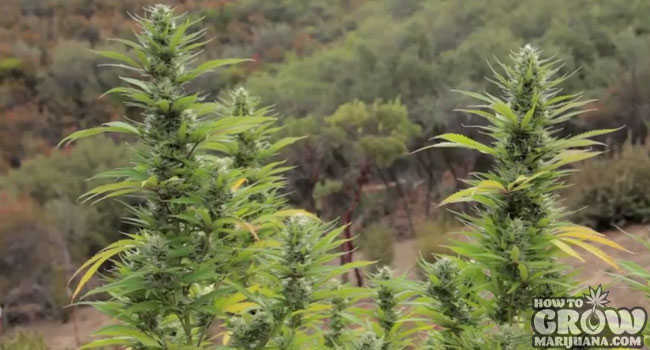 Outdoor Cannabis Guerrilla Grow