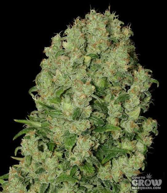 Serious White Russian Seeds