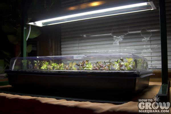 Station Under Lights Cannabis Sprouted