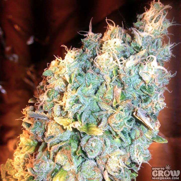 Biodynamic Marijuana Bud = Tasty