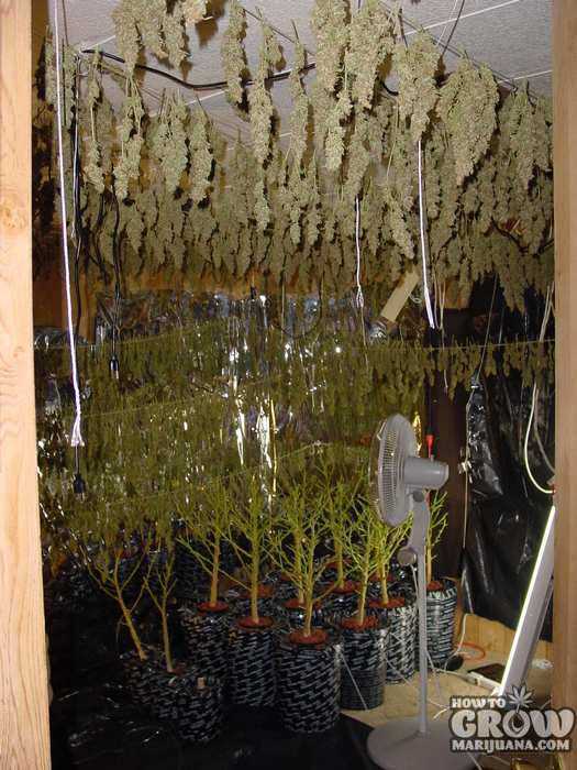 Get a Great Cannabis Harvest