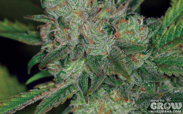 Super Soil Heavy Cannabis Bud